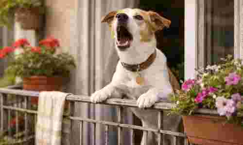 Η ηχομόνωση των κουφωμάτων λύση για το γαύγισμα